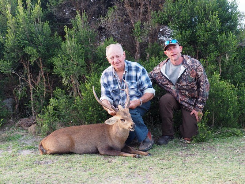 Gallery Hog Deer Hunting Australia
